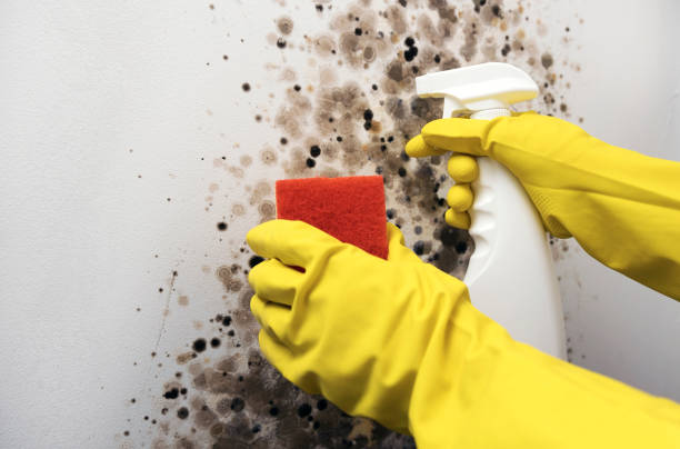 Best HVAC Mold Remediation in Superior, AZ